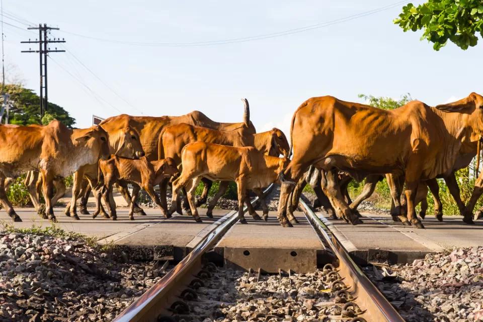 Cows and Railroad Tracks
